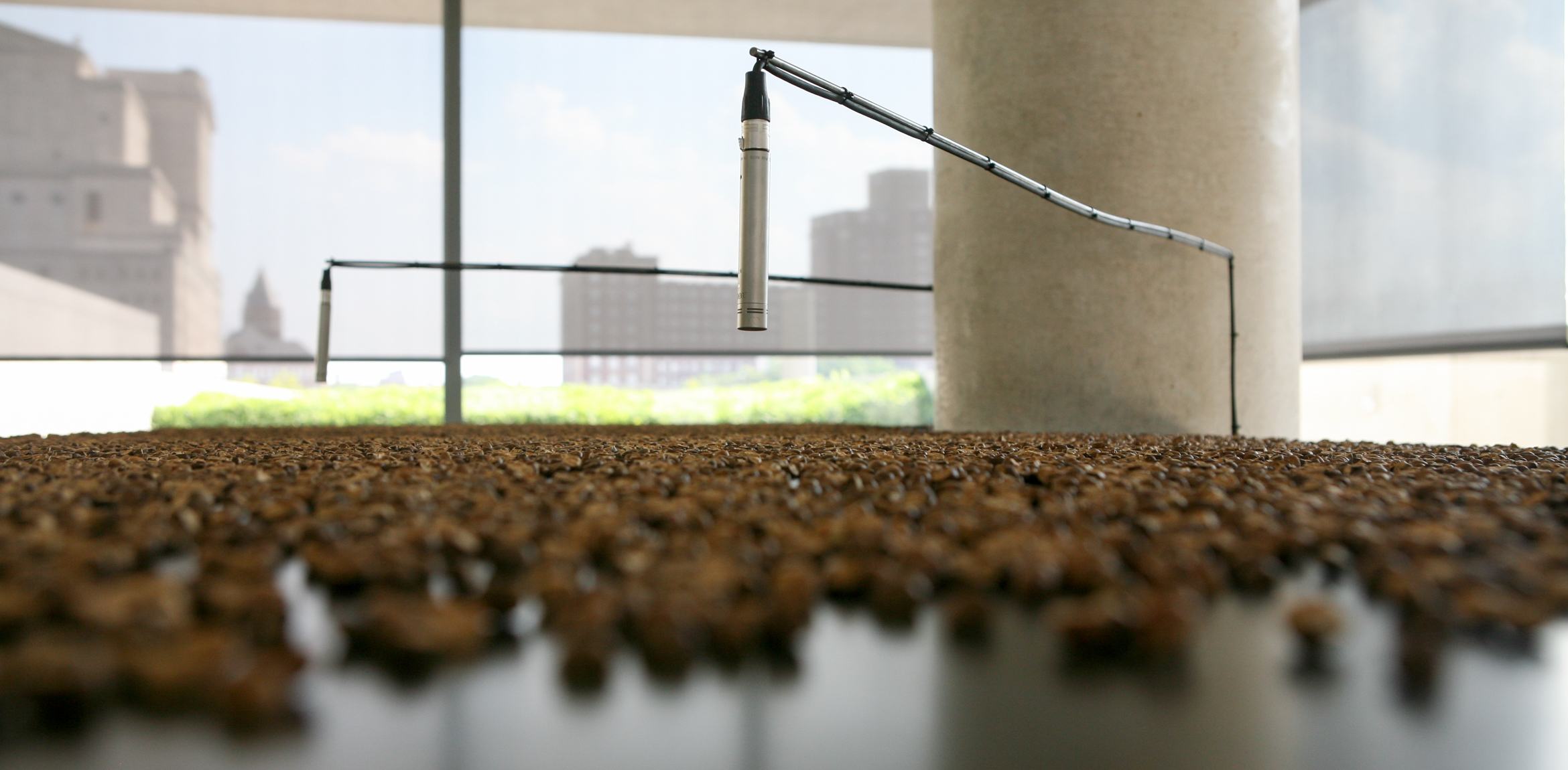 Closeup of a table covered in Mexican jumping beans, shells inhabited by larval moths, with two microphones positioned above it.