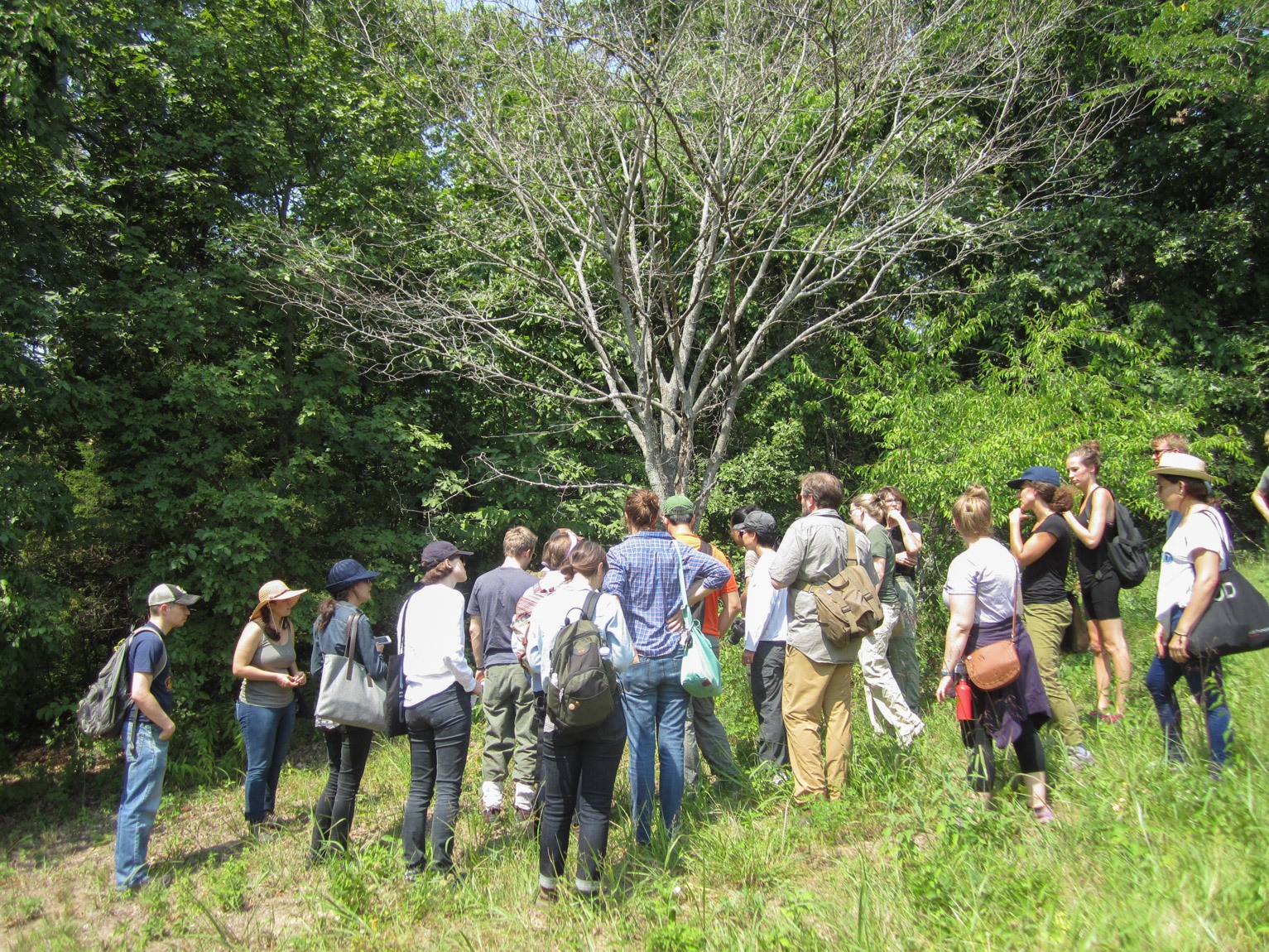 A group observing a presentation around a leafless tree in a forested area.