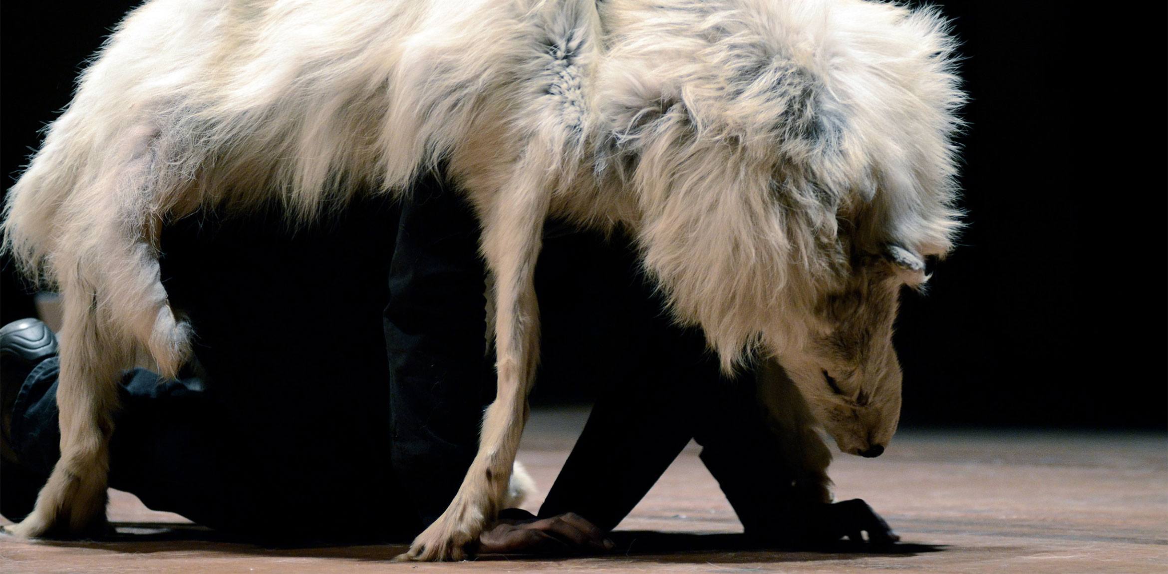 A Lone Wolf Recital member crawls on their hands and knees beneath a wolf hide.