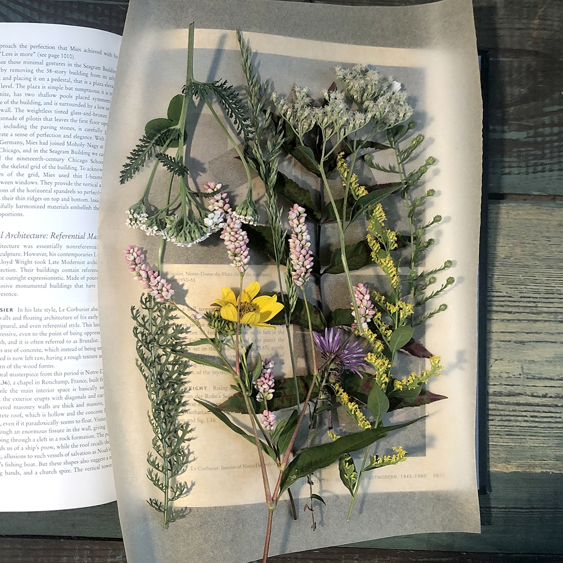 An assortment of flowers and leaves on a piece of wax paper, sitting on a book.
