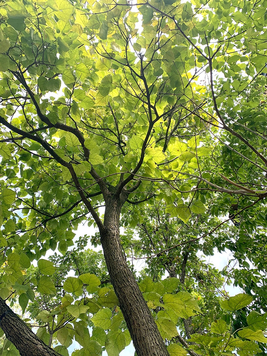 A closeup of a tree's green leaves and branches.