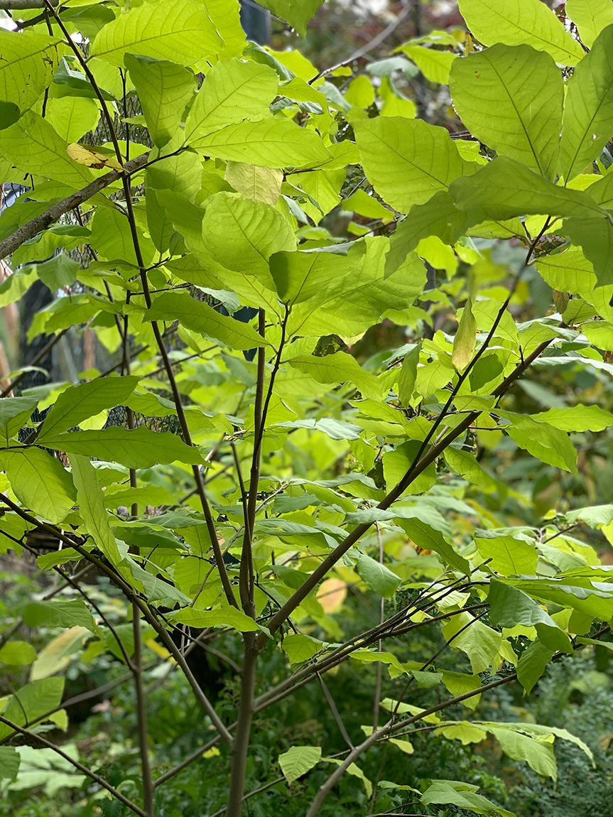 A closeup of a small tree's green leaves and branches.