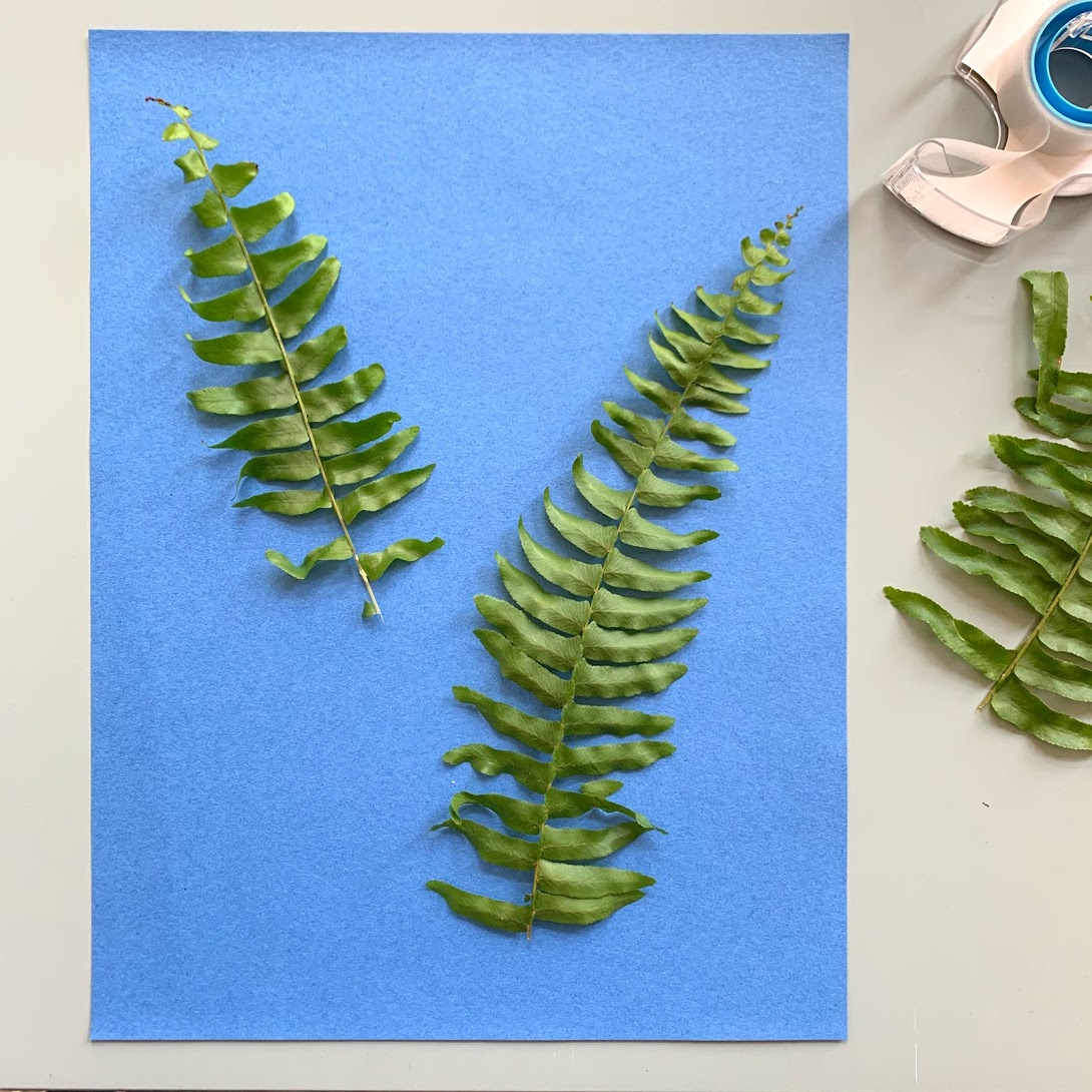 Two plant cuttings arranged on a sheet of blue paper
