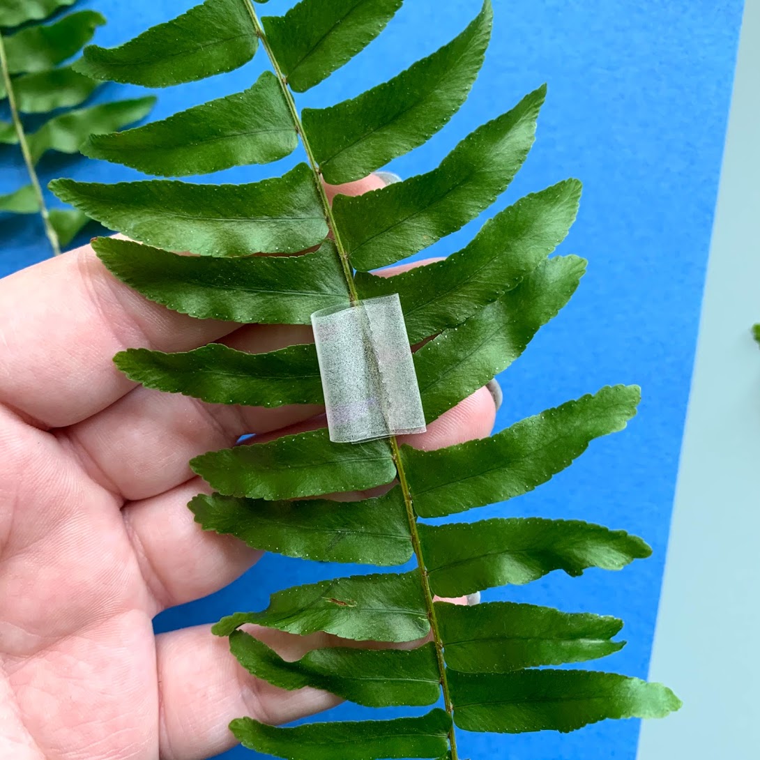 A hand holding a plant cutting with a small loop of clear tape attached