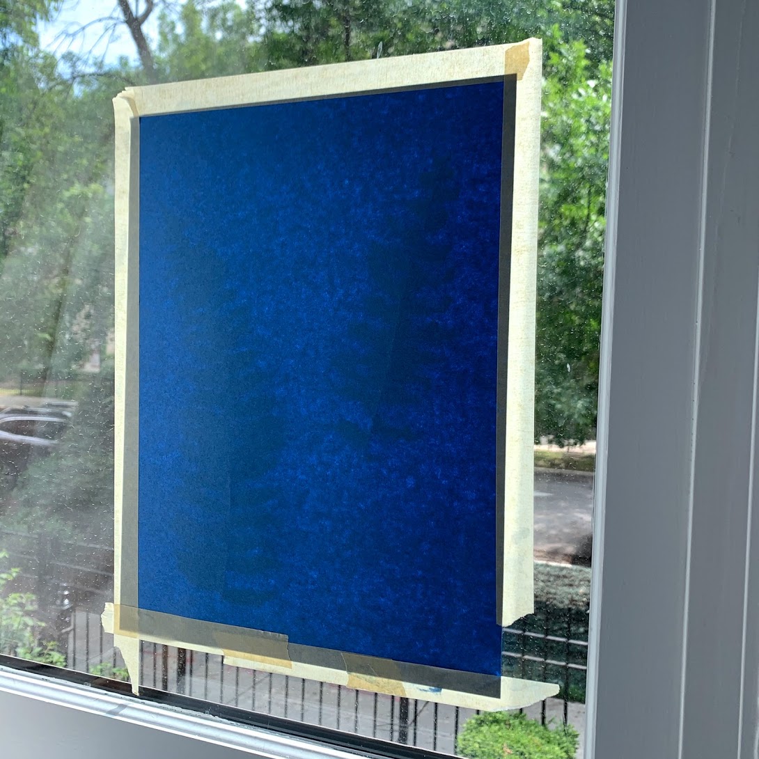 A sheet of blue paper with two plant cuttings attached to it taped to a sunny window