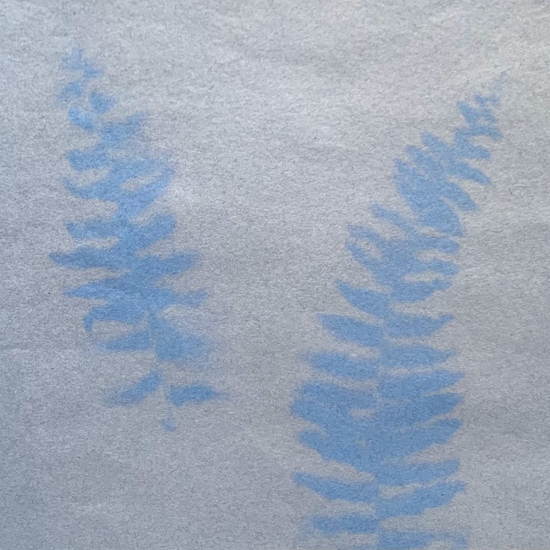 A solar print, consisting of blue paper bleached by the sun with two leaf imprints left behind