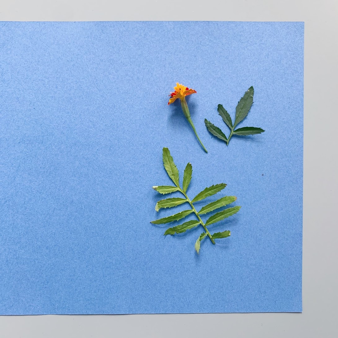 Three plant cuttings arranged on a sheet of blue paper