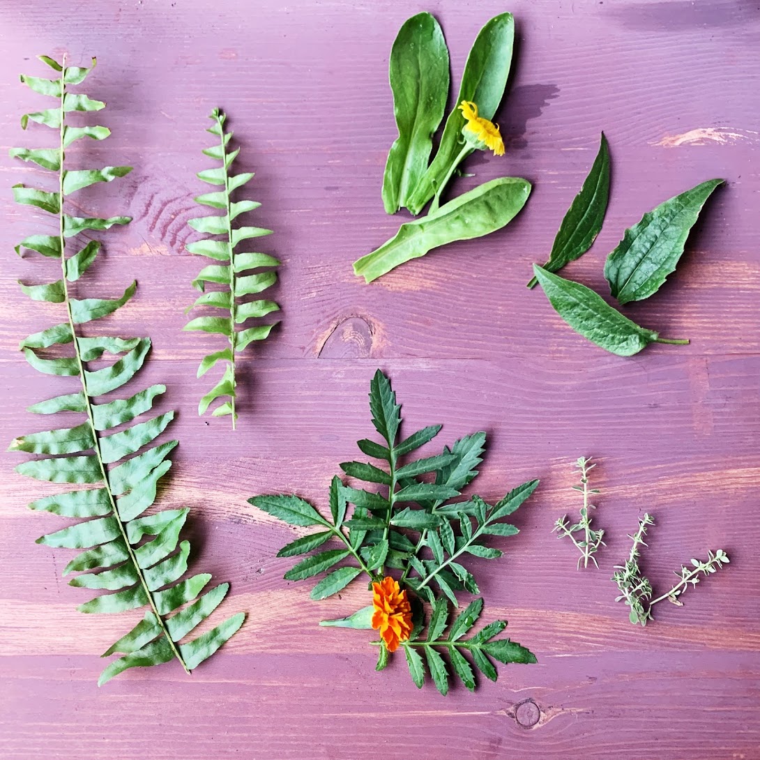 Cuttings of various plants on a wooden table surface
