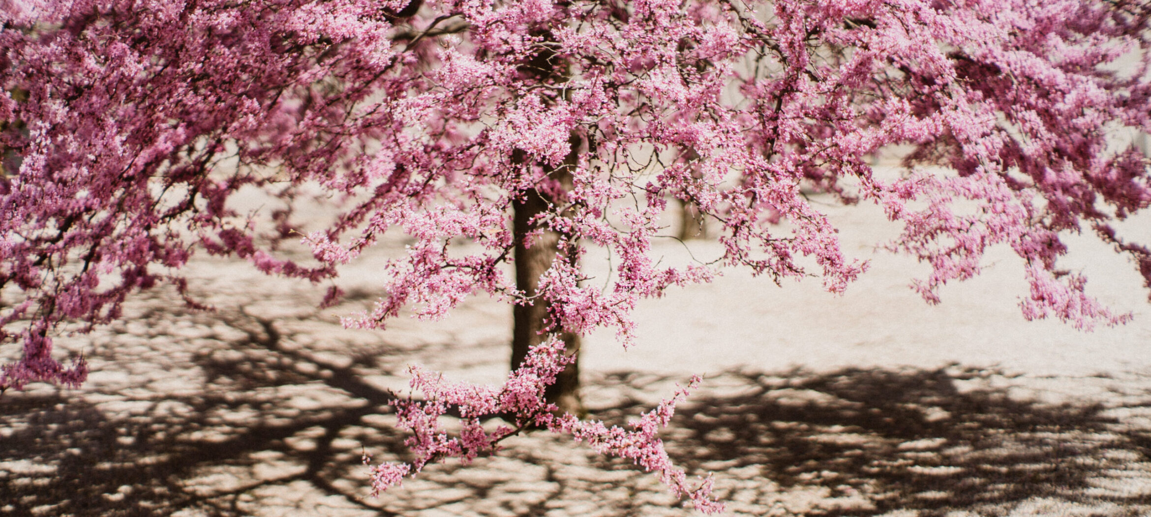 Pink flowers of a red bud tree, shadows on the gravel ground